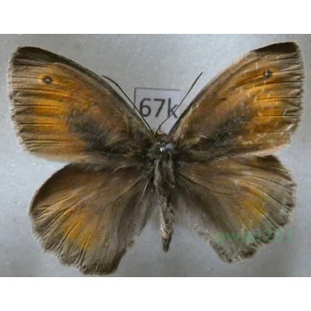 Maniola nurag Ghiliani, 1852 Italy, Sardinia67k